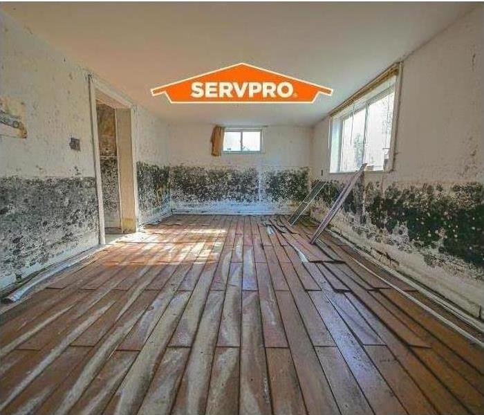 SERVPRO of Jefferson, Franklin & Perry Counties mold remediation services. 